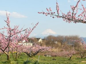 桃の花